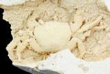 Fossil Crab (Potamon) Preserved in Travertine - Turkey #121378-5